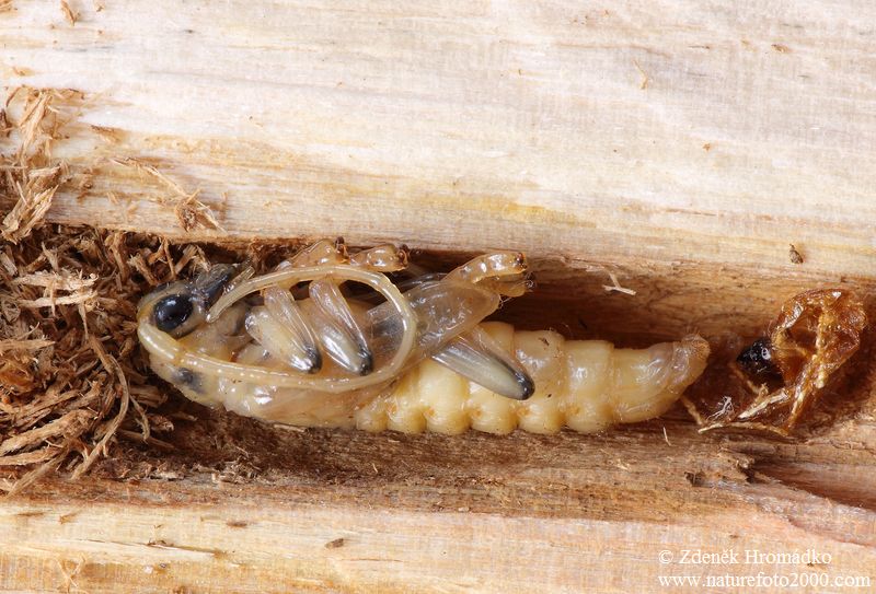 kozlíček osikový, Saperda carcharias, Cerambycidae, Saperdini (Brouci, Coleoptera)